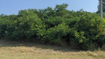 Orgovány hrsz. 1490/19